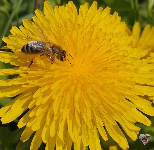 signal-2026-03-24-192427