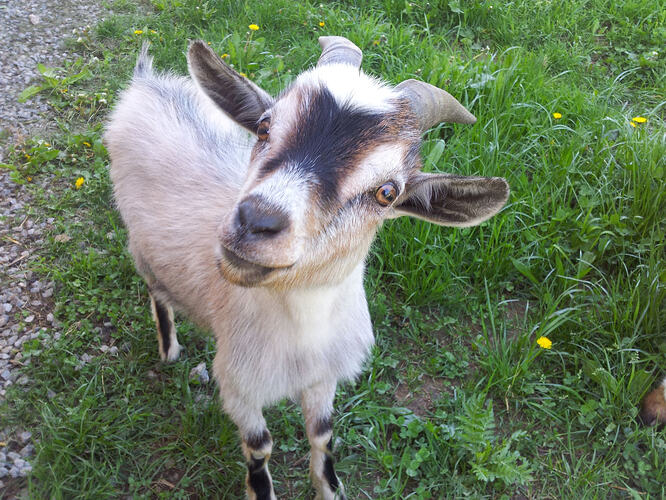 11112ziege