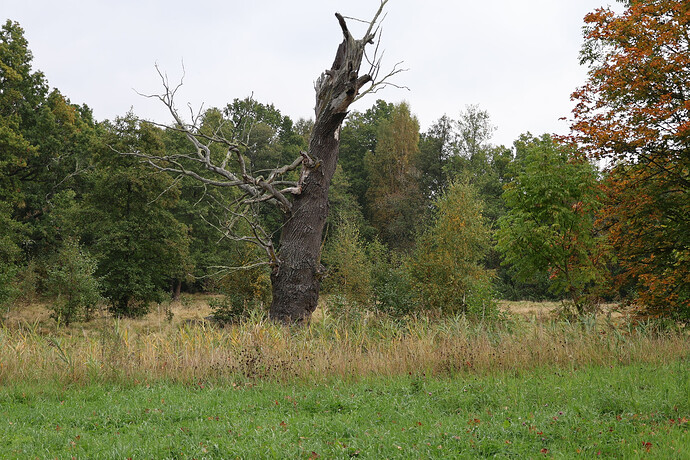 baum